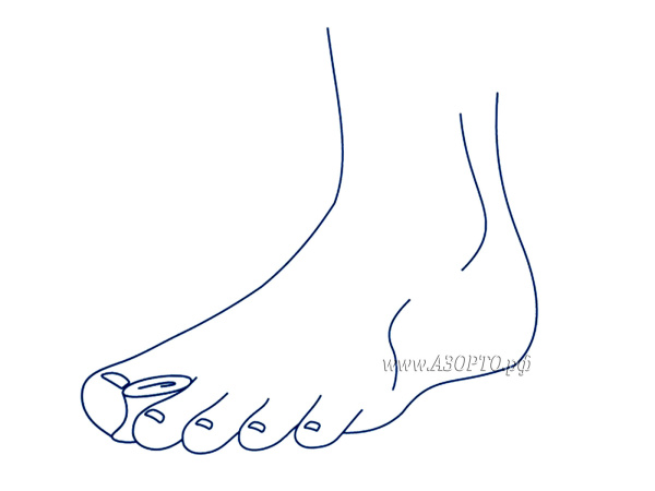 212C У Орто.Ник (Ortonik) Перегородка анатомическая межпальцевая (2)